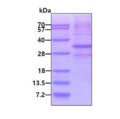 SDS-Page: Recombinant Human AMD1 His Protein [NBP1-98924] - 3ug by SDS-PAGE under reducing condition and visualized by coomassie blue stain